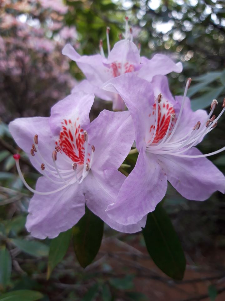 R. yunnanense 'Openwood' AGM